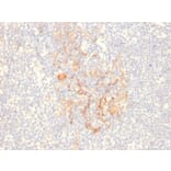 Immunohistochemistry - Anti-CD79b Antibody [IGB/2555] - BSA and Azide free (A253976) - Antibodies.com