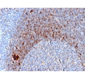 Immunohistochemistry - Anti-CD79b Antibody [B29/123] - BSA and Azide free (A253978) - Antibodies.com