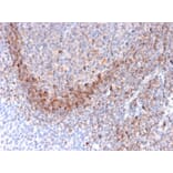 Immunohistochemistry - Anti-CD79b Antibody [B29/123] - BSA and Azide free (A253977) - Antibodies.com