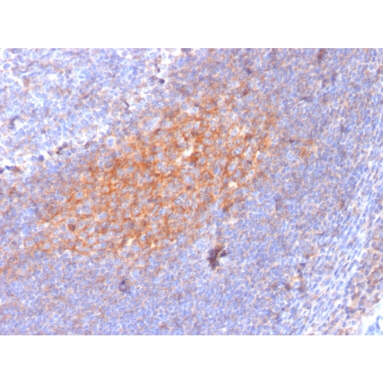 Immunohistochemistry - Anti-TAPA1 Antibody [1.3.3.22] - BSA and Azide free (A253981) - Antibodies.com