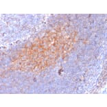 Immunohistochemistry - Anti-TAPA1 Antibody [1.3.3.22] - BSA and Azide free (A253981) - Antibodies.com