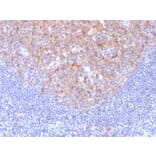 Immunohistochemistry - Anti-TAPA1 Antibody [1.3.3.22] - BSA and Azide free (A253982) - Antibodies.com