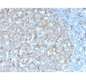 Immunohistochemistry - Anti-TAPA1 Antibody [r1.3.3.22] - BSA and Azide free (A253983) - Antibodies.com