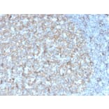 Immunohistochemistry - Anti-TAPA1 Antibody [r1.3.3.22] - BSA and Azide free (A253983) - Antibodies.com