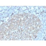 Immunohistochemistry - Anti-TAPA1 Antibody [r1.3.3.22] - BSA and Azide free (A253982) - Antibodies.com