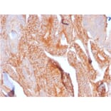 Immunohistochemistry - Anti-TAPA1 Antibody [C81/2885R] - BSA and Azide free (A253983) - Antibodies.com