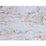 Immunohistochemistry - Anti-CD151 Antibody [11G5a] - BSA and Azide free (A253984) - Antibodies.com