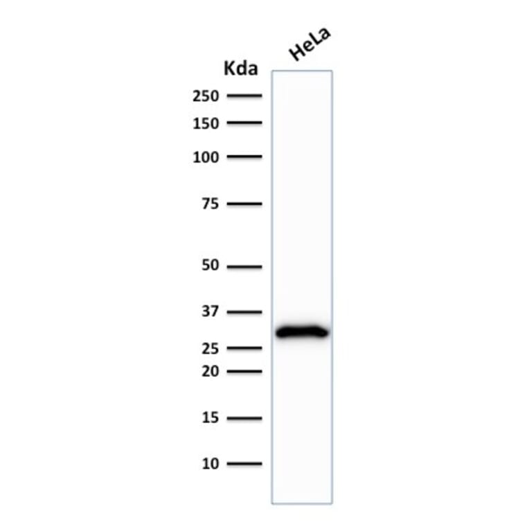 Western Blot - Anti-CDK1 Antibody [POH-1] - BSA and Azide free (A253986) - Antibodies.com