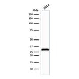 Western Blot - Anti-CDK1 Antibody [POH-1] - BSA and Azide free (A253986) - Antibodies.com