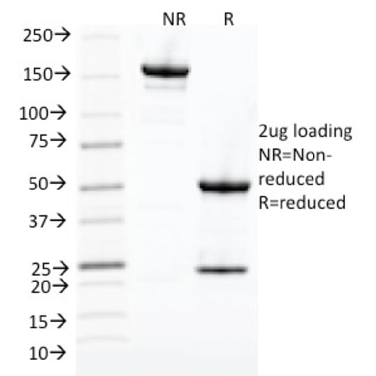 SDS-PAGE - Anti-CDK1 Antibody [POH-1] - BSA and Azide free (A253986) - Antibodies.com