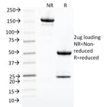 SDS-PAGE - Anti-CDK1 Antibody [POH-1] - BSA and Azide free (A253986) - Antibodies.com