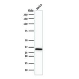 Western Blot - Anti-CDK1 Antibody [CDK1/873] - BSA and Azide free (A253987) - Antibodies.com