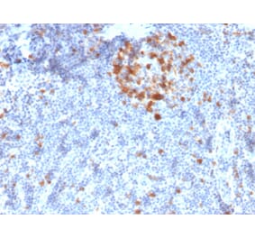 Immunohistochemistry - Anti-CDK1 Antibody [A17.1.1] - BSA and Azide free (A253987) - Antibodies.com