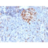 Immunohistochemistry - Anti-CDK1 Antibody [A17.1.1] - BSA and Azide free (A253987) - Antibodies.com