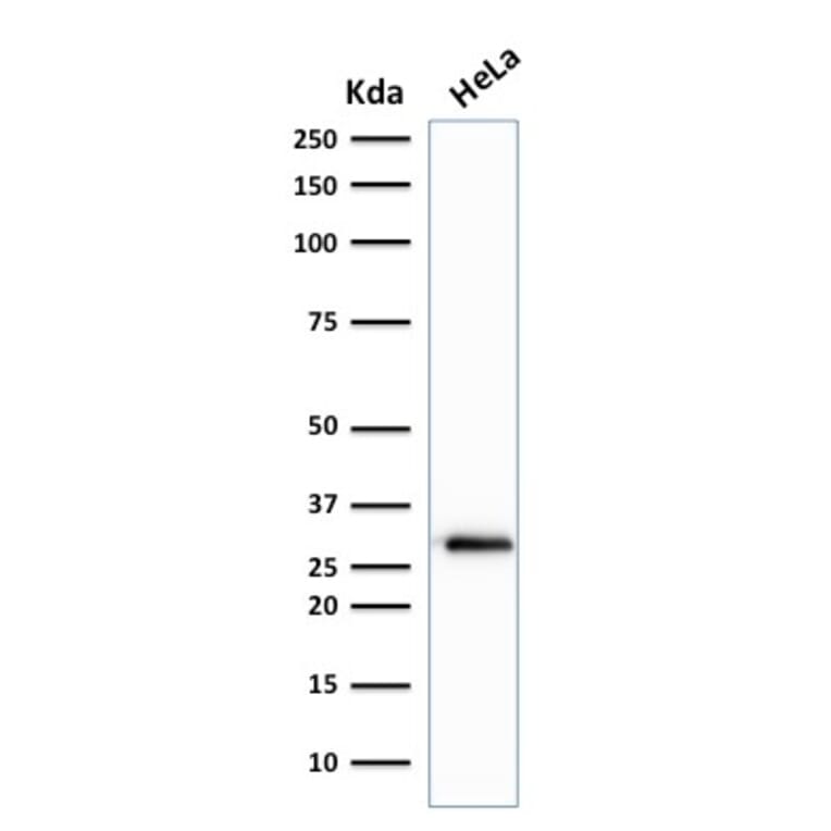 Western Blot - Anti-CDK1 Antibody [A17.1.1] - BSA and Azide free (A253988) - Antibodies.com