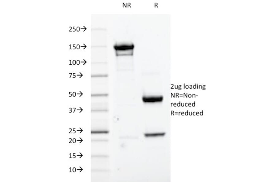 SDS-PAGE - Anti-CDK1 Antibody [A17.1.1] - BSA and Azide free (A253988) - Antibodies.com