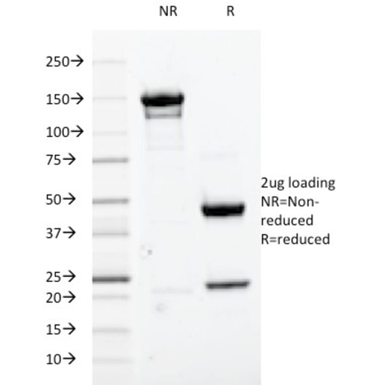 SDS-PAGE - Anti-CDK1 Antibody [A17.1.1] - BSA and Azide free (A253988) - Antibodies.com