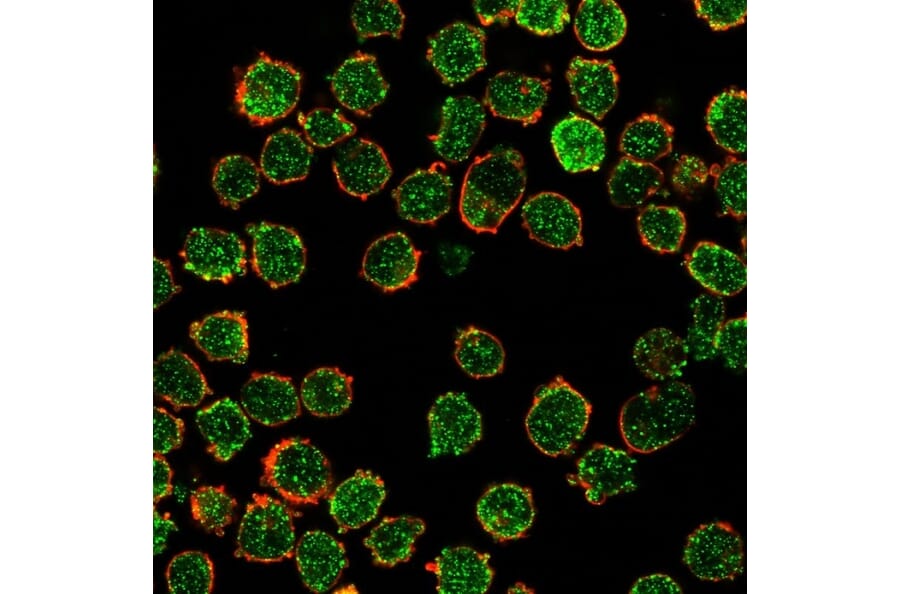 Immunofluorescence - Anti-CREB5 Antibody [PCRP-CREB5-1G8] - BSA and Azide free (A253989) - Antibodies.com
