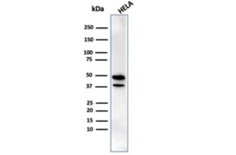 Western Blot - Anti-CREB5 Antibody [PCRP-CREB5-1G8] - BSA and Azide free (A253989) - Antibodies.com