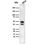 Western Blot - Anti-CREB5 Antibody [PCRP-CREB5-1G8] - BSA and Azide free (A253989) - Antibodies.com