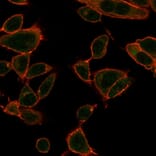 Immunofluorescence - Anti-ZBTB39 Antibody [PCRP-ZBTB39-1A11] - BSA and Azide free (A253990) - Antibodies.com