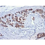 Immunohistochemistry - Anti-CDC20 Antibody [AR12] - BSA and Azide free (A253990) - Antibodies.com