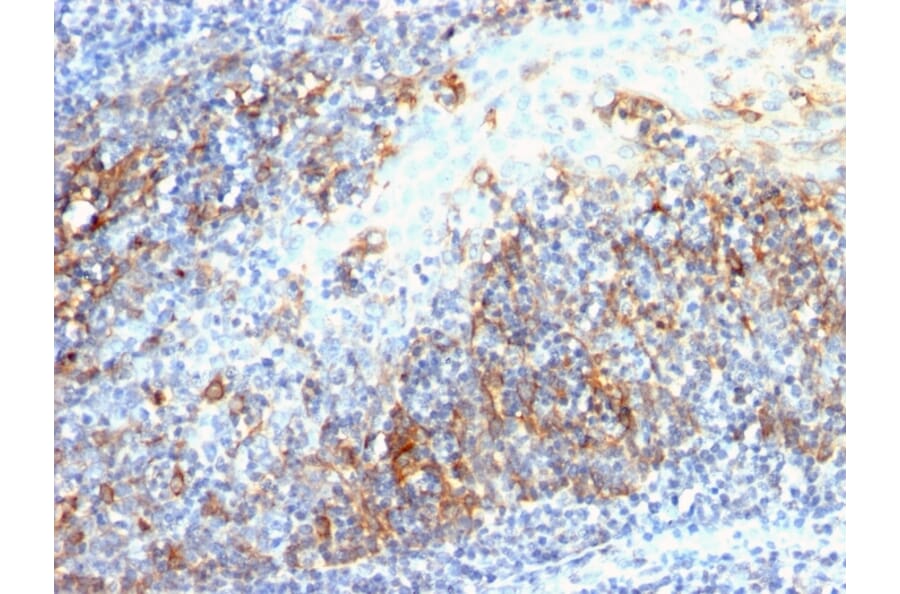 Immunohistochemistry - Anti-CDC20 Antibody [AR12] - BSA and Azide free (A253991) - Antibodies.com