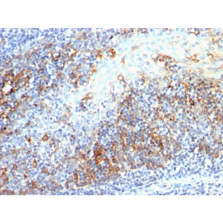 Immunohistochemistry - Anti-CDC20 Antibody [AR12] - BSA and Azide free (A253991) - Antibodies.com