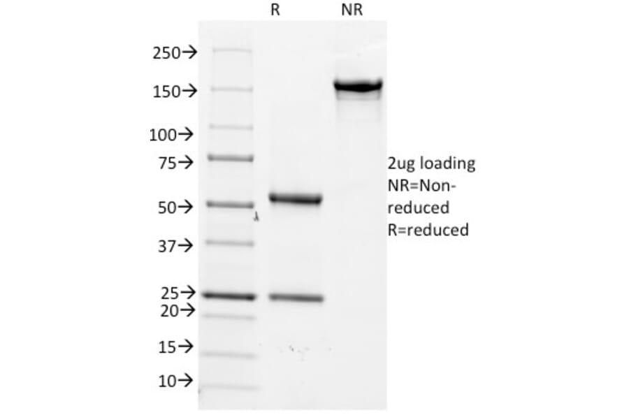 SDS-PAGE - Anti-CDC20 Antibody [AR12] - BSA and Azide free (A253991) - Antibodies.com