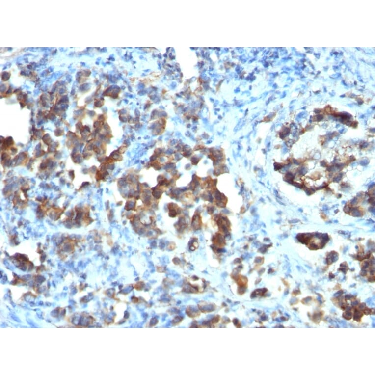 Immunohistochemistry - Anti-CDC20 Antibody [CDC20/1102] - BSA and Azide free (A253991) - Antibodies.com