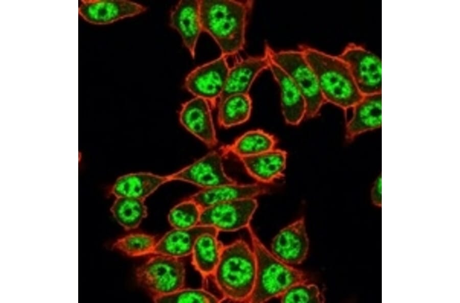 Immunofluorescence - Anti-Y14 Antibody [PCRP-RBM8A-1B4] - BSA and Azide free (A253993) - Antibodies.com