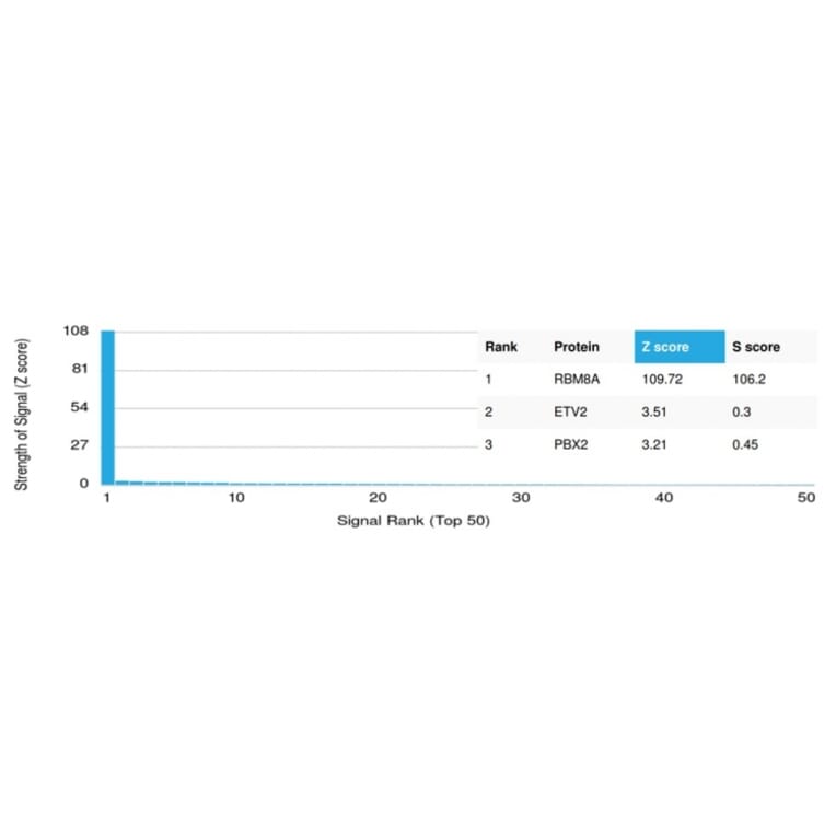 Protein Array - Anti-Y14 Antibody [PCRP-RBM8A-1B4] - BSA and Azide free (A253992) - Antibodies.com