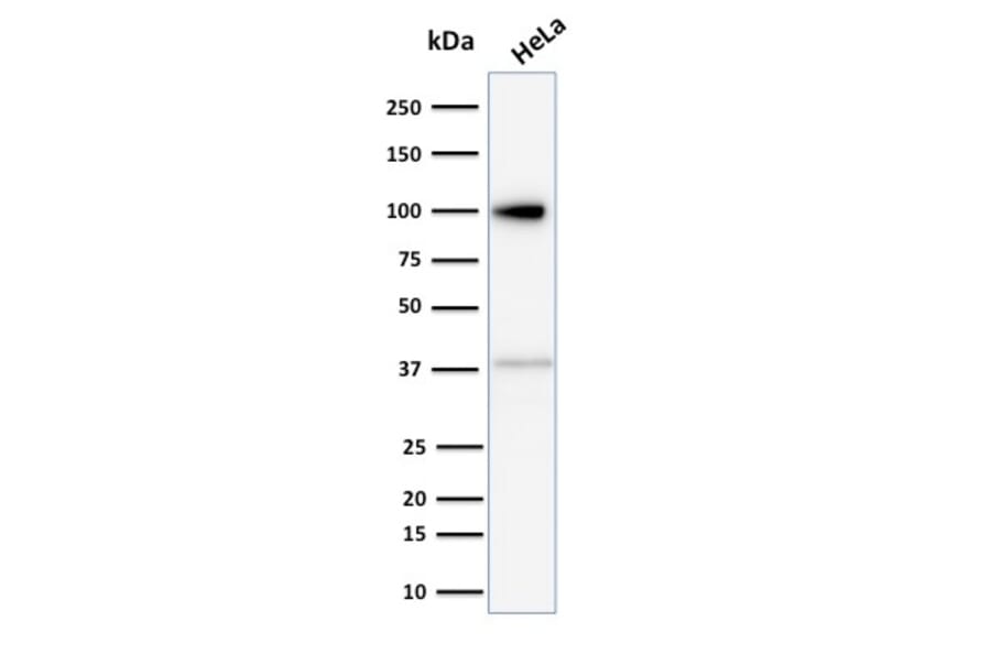 Western Blot - Anti-Major Vault Protein Antibody [1014] - BSA and Azide free (A253994) - Antibodies.com