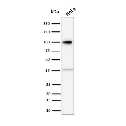 Western Blot - Anti-Major Vault Protein Antibody [1014] - BSA and Azide free (A253994) - Antibodies.com