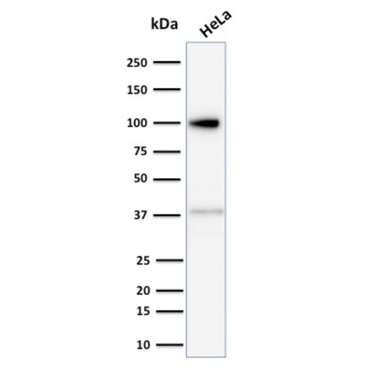 Western Blot - Anti-Major Vault Protein Antibody [1014] - BSA and Azide free (A253994) - Antibodies.com