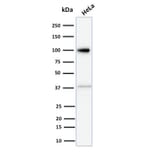 Western Blot - Anti-Major Vault Protein Antibody [1014] - BSA and Azide free (A253994) - Antibodies.com