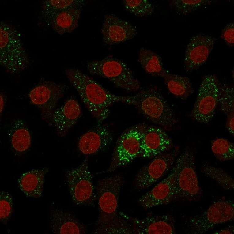 Immunofluorescence - Anti-Major Vault Protein Antibody [1014] - BSA and Azide free (A253993) - Antibodies.com
