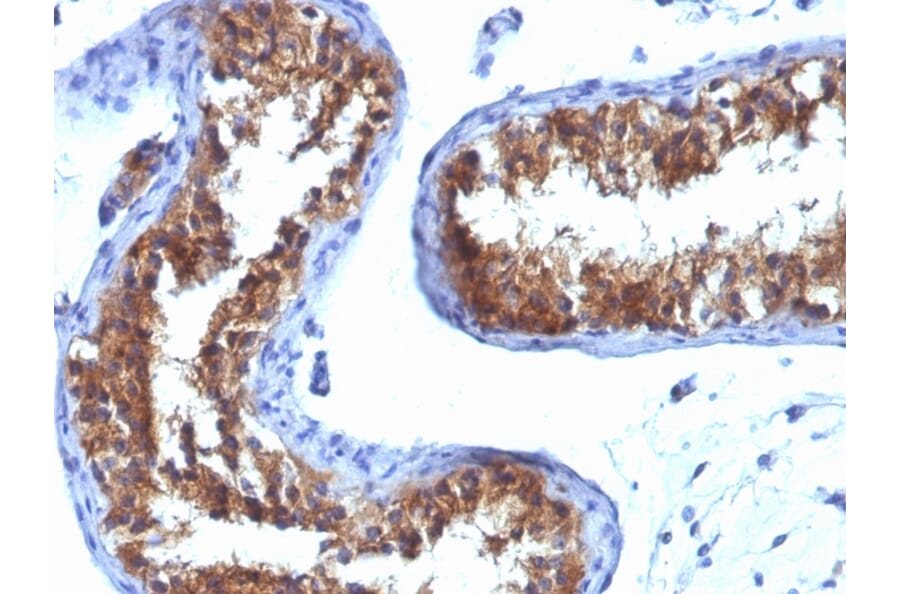 Immunohistochemistry - Anti-Major Vault Protein Antibody [1032] - BSA and Azide free (A253995) - Antibodies.com