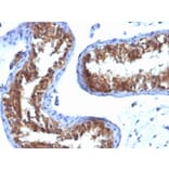 Immunohistochemistry - Anti-Major Vault Protein Antibody [1032] - BSA and Azide free (A253995) - Antibodies.com