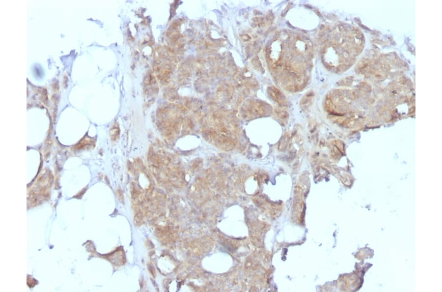 Immunohistochemistry - Anti-Major Vault Protein Antibody [1032] - BSA and Azide free (A253994) - Antibodies.com
