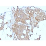 Immunohistochemistry - Anti-Major Vault Protein Antibody [1032] - BSA and Azide free (A253994) - Antibodies.com