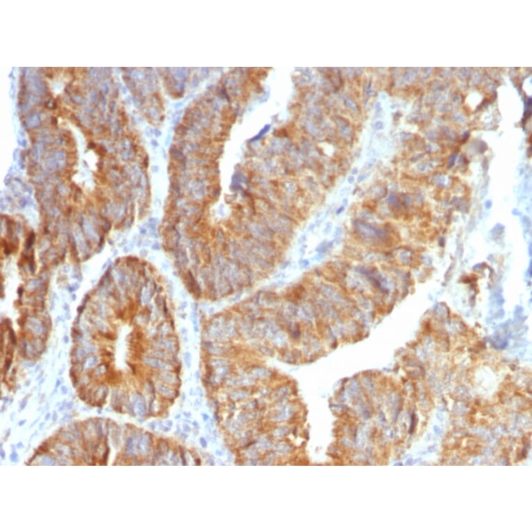 Immunohistochemistry - Anti-TNFS15 Antibody [VEGI/1283] - BSA and Azide free (A253997) - Antibodies.com