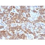 Immunohistochemistry - Anti-TNFS15 Antibody [VEGI/1283] - BSA and Azide free (A253998) - Antibodies.com
