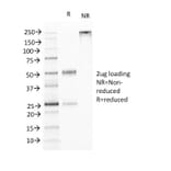 SDS-PAGE - Anti-TNFS15 Antibody [VEGI/1283] - BSA and Azide free (A253998) - Antibodies.com
