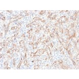 Immunohistochemistry - Anti-TNFS15 Antibody [rVEGI/1283] - BSA and Azide free (A250819) - Antibodies.com