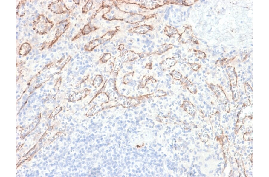 Immunohistochemistry - Anti-TNFS15 Antibody [VEGI/2052R] - BSA and Azide free (A254000) - Antibodies.com