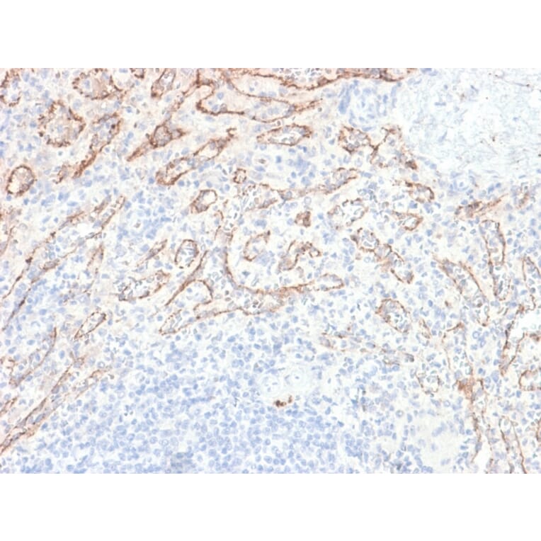 Immunohistochemistry - Anti-TNFS15 Antibody [VEGI/2052R] - BSA and Azide free (A254000) - Antibodies.com