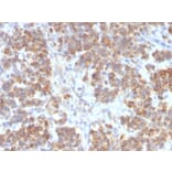 Immunohistochemistry - Anti-TNFS15 Antibody [VEGI/2052R] - BSA and Azide free (A254000) - Antibodies.com
