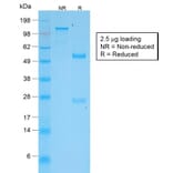 SDS-PAGE - Anti-TNFS15 Antibody [VEGI/2052R] - BSA and Azide free (A254000) - Antibodies.com