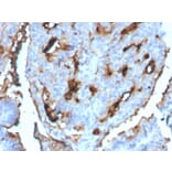 Immunohistochemistry - Anti-CDC34 Antibody [CPTC-CDC34-2] - BSA and Azide free (A254001) - Antibodies.com